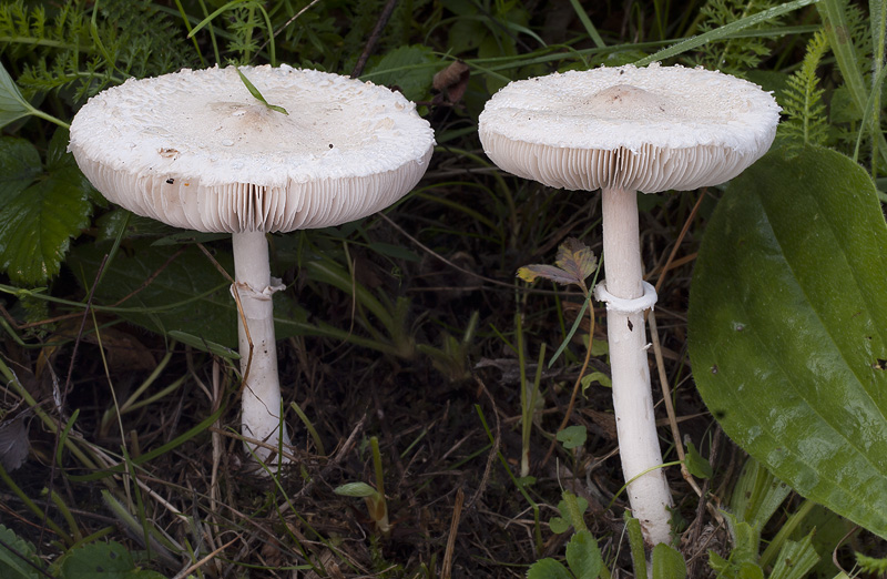 Macrolepiota excoriata var. heimii